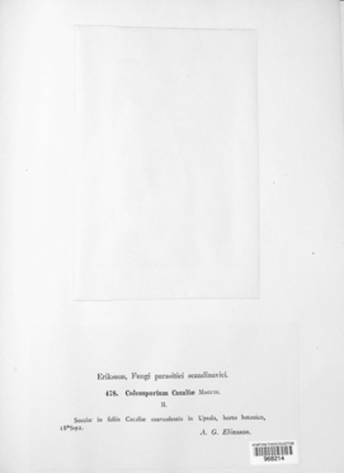 Uromyces cacaliae image